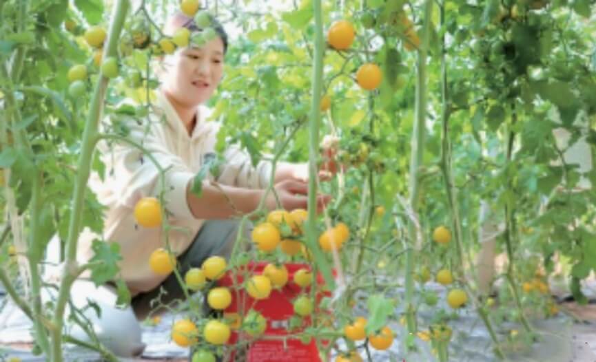 郯城县蔬菜大棚小番茄已成熟
